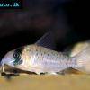 Corydoras atropersonatus