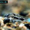 Pancierniček trojškvrnný - Corydoras habrosus