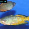 Aterínka parkinsonova - Melanotaenia parkinsoni