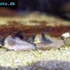 Corydoras septentrionalis