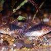 Pancierniček gosseov - Corydoras gossei