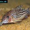 Corydoras pinheiroi