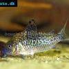 Pancierniček spoločenský - Corydoras sodalis