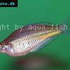 Glossolepis ramuensis