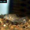 Pancierniček trojpásy - Corydoras trilineatus