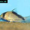 Pancierníček sandsov - Corydoras davidsandsi