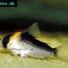 Pancierníček oranžovoškvrnitý - Corydoras duplicareus