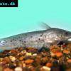 Neosilurus ater
