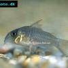 Corydoras concolor