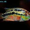 Cichlasoma salvinova - Trichromis salvini