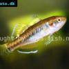 Býčko cisársky - Hypseleotris compressa