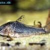 Corydoras semiaquilus