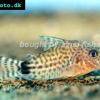 Corydoras spectabilis