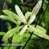 Hygrophila polysperma ‘Rosanervig’