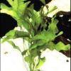 Aponogeton natans