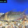 Pancierniček - Corydoras delphax