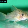 Corydoras polystictus