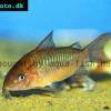 Corydoras pantanalensis