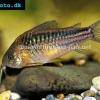 Pancierniček krásny - Corydoras elegans