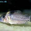 Corydoras ambiacus