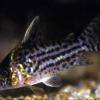 Corydoras ornatus