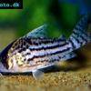 Pancierniček schwartzov - Corydoras schwartzi