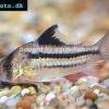 Pancierníček axelrodov - Corydoras axelrodi