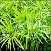 Cyperus alternifolius