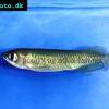 Baramundi austrálsky - Scleropages leichardti