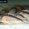 Pancierniček krásny - Corydoras narcissus