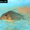 Corydoras haraldschultzi