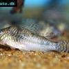 Corydoras aurofrenatus