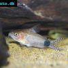 Corydoras guapore