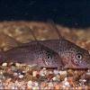 Corydoras xinguensis