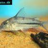 Pancierniček žltý - Corydoras nattereri