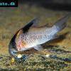 Pancierniček klínoškvrnný - Corydoras melanistius