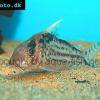 Corydoras robustus