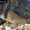 Corydoras simulatus