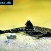 Sumeček dvojfarebný - Bunocephalus coracoideus