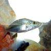 Cichlida plochohlavá - Dimidiochromis compressiceps