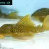 Hemiancistrus subviridis