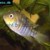 Cryptoheros spilurus