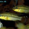 Ostriežik zlatavý - Pelvicachromis taeniatus