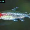 Tetra červenohlavá - Hemigrammus bleheri