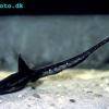 Aspreco guyanský - Platystacus cotylephorus