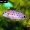 Badis blosyrus