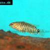 Ostnáč modrý - Badis badis