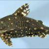 Tŕňovec svetloškvrnný - Agamyxis albomaculatus