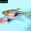 Razbora klínoškvrnná - Trigonostigma heteromorpha