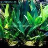 Anubias afzelii